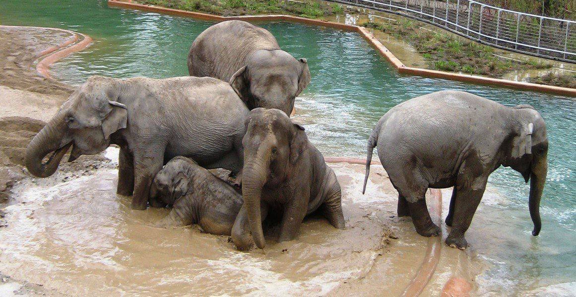 Chin with her elephant family at Copenhagen Zoo