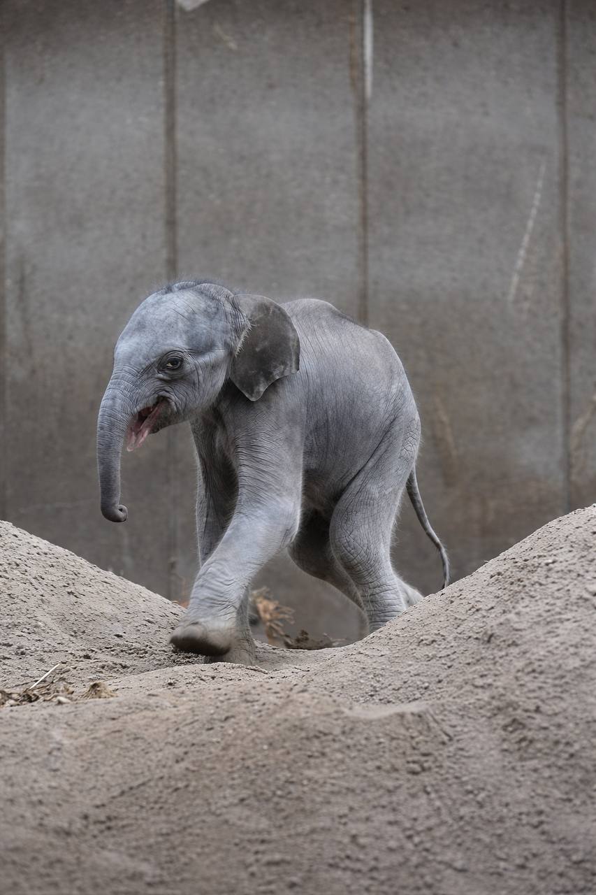 Baby elephant Chin taking her first steps at Copenhagen Zoo